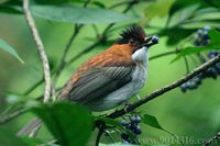 Chestnut Bulbul 栗背短腳鵯