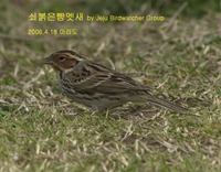 쇠붉은뺨멧새Little Bunting