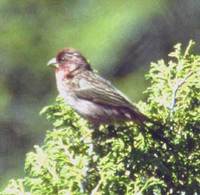 Red-mantled Rosefinch
