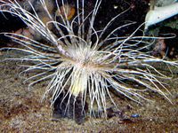 Tyk Cylinderrose (Pachycerianthus multiplicatus)