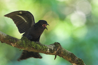 Asian Drongo-Cuckoo ( Surniculus lugubris )