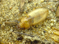 Harpalus flavescens