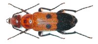Nemognatha chrysomelina