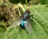 Cynomya mortuorum