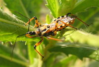 Rhynocoris punctiventris