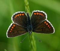 Aricia agestis - Brown Argus