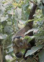 Tufted capuchin (Cebus apella)