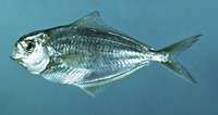 Peprilus triacanthus, American butterfish: fisheries, gamefish