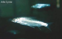 Coregonus hoyi, Bloater: