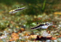 Heterandria formosa, Least killifish: aquarium