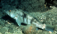 Paralabrax nebulifer, Barred sand bass: gamefish