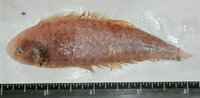 Cynoglossus dispar, Roundhead toungesole: fisheries