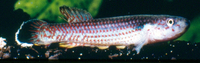 Aphyosemion franzwerneri, Goby killi: