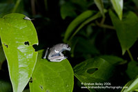 Juvenile Tree Trog - Hyla sp