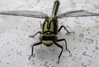 Gomphus vulgatissimus - Club-tailed Dragonfly