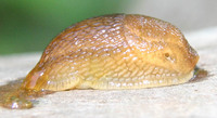 Arion subfuscus - dusky arion