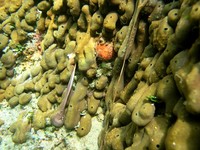 Chondrosia reniformis