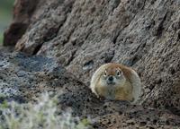 Image of: Spermophilus beldingi (Belding's ground squirrel)