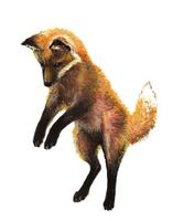 Image of: Vulpes vulpes (red fox)
