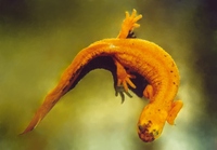 Triturus cristatus - Northern Crested Newt