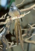 Colius striatus - Speckled Mousebird