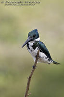 Chloroceryle amazona - Amazon Kingfisher