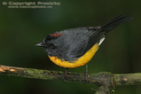 Myioborus miniatus - Slate-throated Redstart