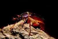 Image of: Phyllophaga