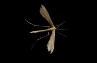 Image of: Pterophoridae (plume moths)