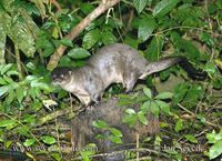 Lontra longicaudis - Neotropical River Otter