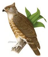 Image of: Aviceda madagascariensis (Madagascan cuckoo-hawk)