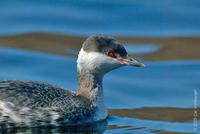 Image of: Podiceps auritus (Slavonian grebe;horned grebe)