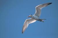 Image of: Sterna maxima (royal tern)