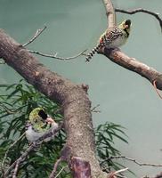 Image of: Trachyphonus darnaudii (D’Arnaud's barbet)