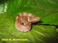 Image of: Bothrocophias hyoprora