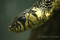 Spilotes pullatus - Oriole Snake