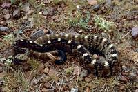 Crotalus molossus - Black-tailed Rattlesnake
