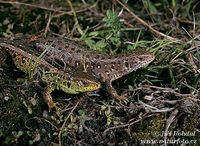 Lacerta agilis - Sand Lizard