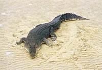 Photo: A saltwater crocodile on a beach