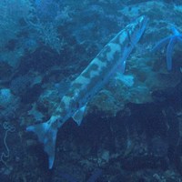 Sphyraena barracuda (Edwards, 1771) [Sphyraenidae]