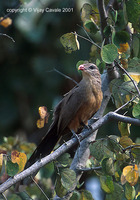 Sirkeer Malkoha - Phaenicophaeus leschenaultii