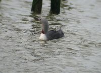 Red-throated Loon - Gavia stellata