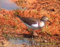 Common Sandpiper - Actitis hypoleucos