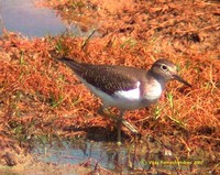 Common Sandpiper - Actitis hypoleucos