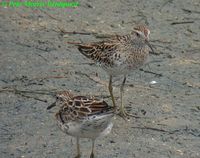 Sharp-tailed Sandpiper - Calidris acuminata