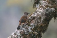 Streak-throated Barwing - Actinodura waldeni