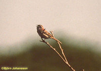 Jankowski's Bunting - Emberiza jankowskii