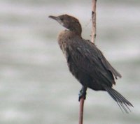 Pygmy Cormorant - Phalacrocorax pygmaeus