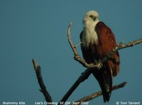 Brahminy Kite - Haliastur indus