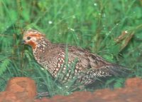 Crested Bobwhite - Colinus cristatus